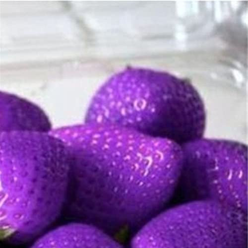 Generic Graines de Fraises, 100 graines de Fraises Douces Multicolores Maison Jardin Ferme Plantation de Plantes fruitières Pourpre Graines de Fraise
