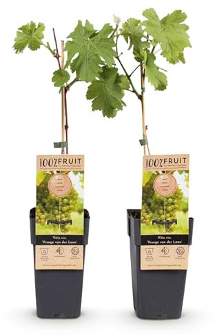 GreenboutiQ - Obstpflanze - Weiße Traube - Vitis vinifera Frühzeit von der Laan - 2 Pflanzen - Topf 15cm Höhe 50cm