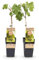 GreenboutiQ - Obstpflanze - Weiße Traube - Vitis vinifera Frühzeit von der Laan - 2 Pflanzen - Topf 15cm Höhe 50cm