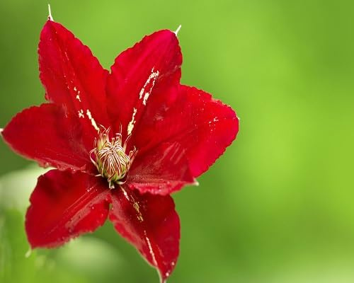 100pcs Red Climbing Clematis Flowers Seeds