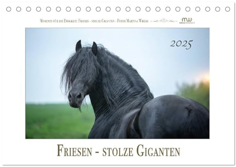 Friesen - stolze Giganten (Tischkalender 2025 DIN A5 quer), CALVENDO Monatskalender