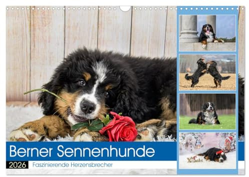 Berner Sennenhunde - Faszinierende Herzensbrecher (Wandkalender 2026 DIN A3 quer), CALVENDO Monatskalender: Eine Rasse, die jeden in ihren Bann zieht! (CALVENDO Tiere)