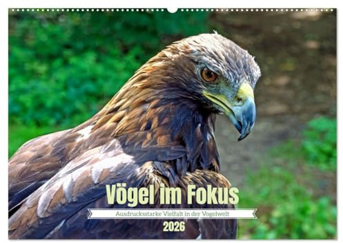 Vögel im Fokus - Ausdrucksstarke Vielfalt in der Vogelwelt (Wandkalender 2026 DIN A2 quer), CALVENDO Monatskalender: Die Welt der Vögel ist schier ... Flugbegleitern begegnet. (CALVENDO Tiere)