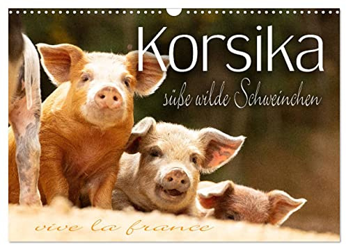 Korsika - süße, wilde Schweinchen (Wandkalender 2026 DIN A3 quer), CALVENDO Monatskalender: Süße, wilde Schweinchen auf Korsika (CALVENDO Orte)