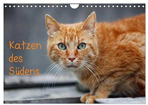 Katzen des Südens (Wandkalender 2026 DIN A4 quer), CALVENDO Monatskalender: Straßenkatzen präsentiert in ihrer ganzen Schönheit (CALVENDO Tiere)