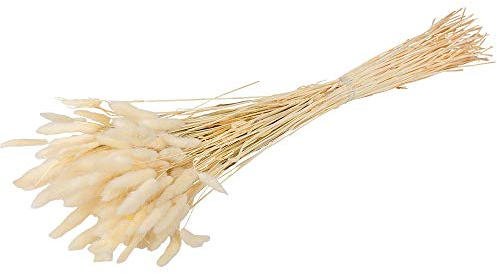 artifêtes Bouquet DE 50 PLUMEAUX LAGURUS 75CM Blanc