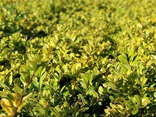 Stauden Gänge 10 x Ilex crenata 'Golden Gem' (Buchsbaum Ersatz/Immergrün/Winterhart/Mehrjährig) Gelber Berg Ilex - Der goldene Glanz für Ihren Garten - Top für Hecken