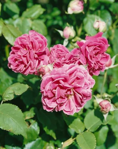 Rosa 'Camelot' - Edelrose, rosa Blüten, Blütezeit Juni-September, ideal für Rabatten, duftend, pflegeleicht und winterhart