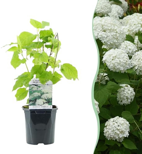Rispenhortensie - Hydrangea arborescens Annabelle - Blüte Weiß - 1 Pflanze - Laubabwerfend - Große Blüten - 40-50cm - Ø18cm - Gartenpflanze