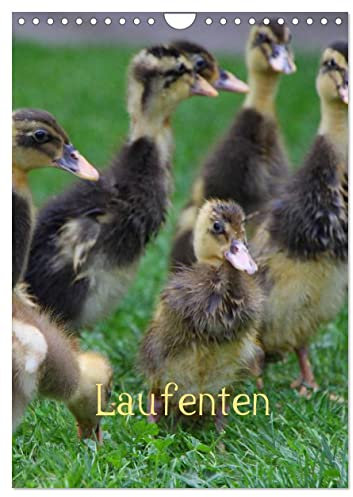 Laufenten (Wandkalender 2025 DIN A4 hoch), CALVENDO Monatskalender (CALVENDO Natur)