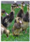 Laufenten (Wandkalender 2025 DIN A4 hoch), CALVENDO Monatskalender (CALVENDO Natur)