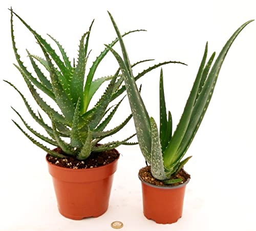POWERS TO FLOWERS - ALOE ARBORESCENS ed ALOE VERA, piante vere