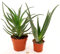 POWERS TO FLOWERS - ALOE ARBORESCENS ed ALOE VERA, piante vere
