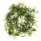 K2AQUA 20 Grams Taiwan Moss Taxiphyllum Alternans Live Aquarium Plant Vibrant Green Carpet Hanging Moss Easy Care for Shrimp Fish Tank Aquascape Decoration Healthy Growth Low Maintenance Long Lasting