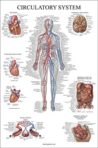 Palace Learning Anatomisches Poster mit Kreislaufsystem, doppelseitig, 45,7 x 68,6 cm