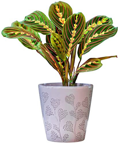 Maranta Fascinator Tricolour Prayer Plant, Potted Houseplant, The Perfect House Plant Delivered Next Day Ideal for Home or Office (20-30cm Approx.)