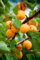 Pianta da frutto ALBERO SIMILE DI ALBICOCCO NAPOLETANO-PRUNUS ARMENIACA VITILLO - 'VITILLO' A RADICE NUDA - 1 METRO pianta vera