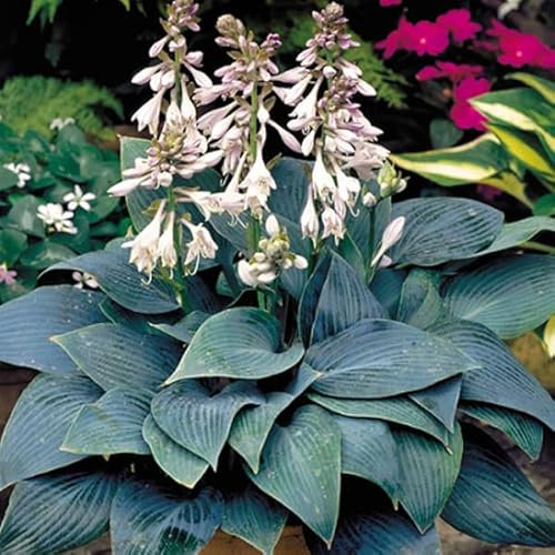 6 x Funkie 'Halcyon' - Hosta 'Halcyon': Blaue Blätter und lila Blüten.