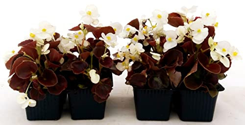 POWERS TO FLOWERS - BEGONIA SEMPERFLORENS, BEGONIETTA DA ESTERNO, FOGLIA ROSSA e FIORE BIANCO, 8 PIANTE, piante vere
