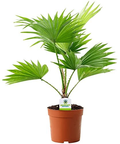 Livistona Natural Palmera de Interior o Exterior