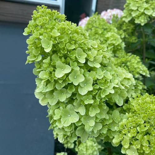 Hydrangea Petite Cherry Plant - Summer Flowering Hardy Shrubs for Outdoor Pots, Beds, and Borders - Compact Deciduous Hydrangea Plants Outdoor Garden Ready with Lime Green Blooms Turning Red (15-30cm)