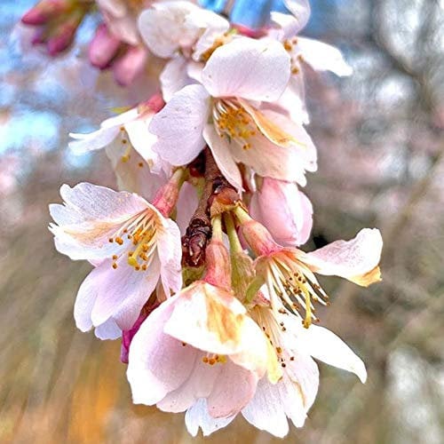 Prunus Marie Mallet | Japanese Flowering Cherry | Ornamental Garden Tree | 5-6ft