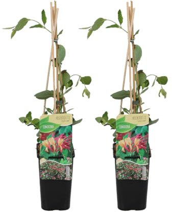 Bloomique - 2er-Set - Lonicera Heckrottii Goldflame - Geißblatt - Rot, Gelb - Kletterpflanzen - Gartenpflanzen - Winterhart - Topf 15 cm - 70-80 cm hoch