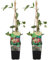 Bloomique - 2er-Set - Lonicera Heckrottii Goldflame - Geißblatt - Rot, Gelb - Kletterpflanzen - Gartenpflanzen - Winterhart - Topf 15 cm - 70-80 cm hoch