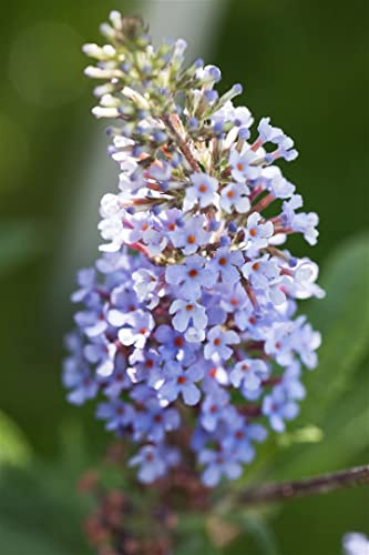 Schmetterlingsflieder Buddleja davidii Sky Blue 40-60 cm winterhart | Bienenweide, sonniger Standort, duftende Blüten, schnittverträglich, ideal für Beet und Kübel