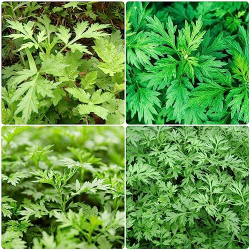 200 pcs samen wermut pflanze kaufen, gemüsepflanzen plant,Artemisia absinthium, gemüse bonsai topf küchenkräuter wintergemüse heilkräuter samen herbs gewächshaus balkon wildkräuter