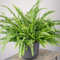 Helecho de Boston Interior | Excelente Planta de Interior siempre Verde | 25-35cm (incluye maceta)