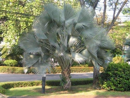 PLAT FIRM Semi di GERMINAZIONE: 20 FRAIS DE Palme Seme raro Argent Bismarckia NOBILIS - Bismarck Palm 2018 Viab D306