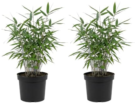 Bloomique - Set di 2 - Fargesia Blue - Pianta di bambù blu - Non espansiva - Resistente all'inverno - Pianta da siepe - Altezza 20-40 cm - Vaso da 14 cm