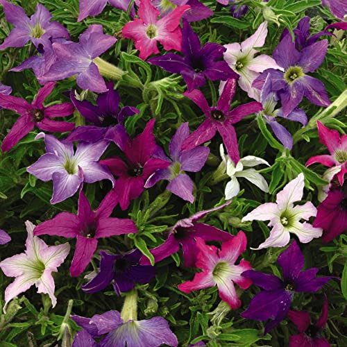 Petunia x hybrida 'Sparklers' Half-Hardy Annual Star-Shaped White Pink Purple Blooms Pointed Foliage Easy to Grow Your Own Outdoor Garden Flower Plants (Approx. 30 Seeds) by Thompson and Morgan