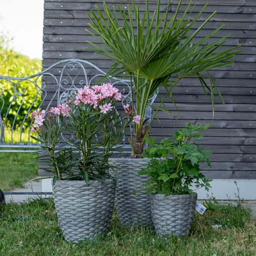 DARO DEKO Rattan Blumentopf rund 3 Stück - S, M und L grau