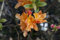 Rhododendron luteum 'Glowing Embers' 40-50 cm - Azalee, leuchtend orange Blüten, Blütezeit Mai-Juni, ideal für Rabatten, bienenfreundlich, winterhart
