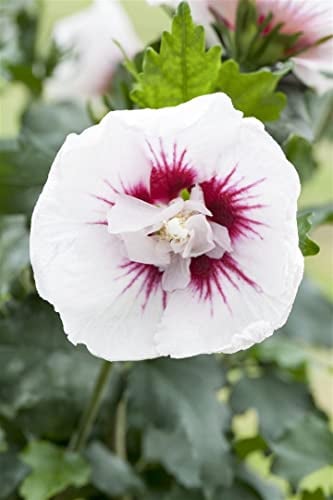Hibiscus syriacus 'Lady Stanley' 60-80 cm - Gartenhibiskus, rosa-weiße Blüten, Blütezeit Juli-September, ideal für Hecken, pflegeleicht und winterhart