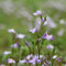 50 Pcs Bodendecker Mazus Reptans Samen - Kräuter Samen Mehrjährig, Hochbeet Samen, Blumen Balkon Lippenmäulchen Samen, Kräuter Samen, Bonsai Samen, Gartendeko Für Draußen Küchenkräuter