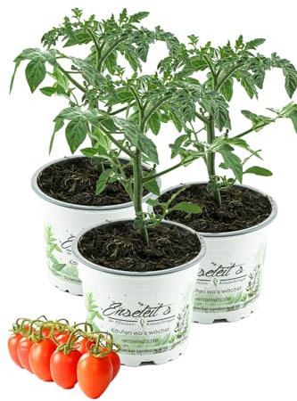 3er Set Dasher F1 Pflaumen Cherry Tomate,Tomatenpflanzen,Tomatenpflanze,