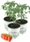 3er Set Dasher F1 Pflaumen Cherry Tomate,Tomatenpflanzen,Tomatenpflanze,