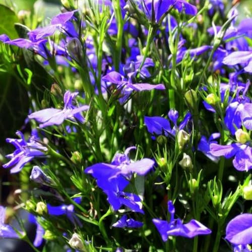 Pianta vera di Lobelia x speciosa Fan Blue - Diametro Vaso Ø 14 cm