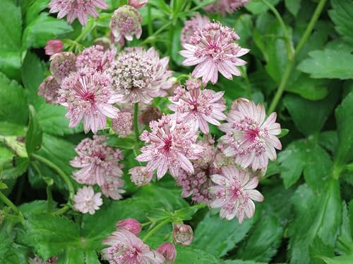 rosa Sterndolde Astrantie Roma zauberhafte Blüten starke Pflanze im 11cm Topf