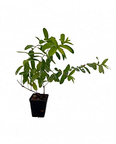 Pianta Iperico Hidcote Vaso 7cm