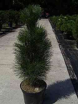 Pinus nigra Green Tower - Säulen-Schwarzkiefer - 50-60cm