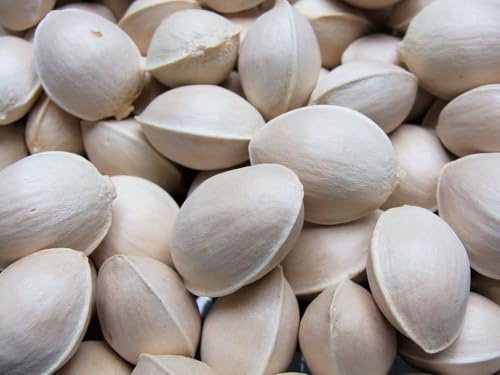 5 SEMI DI GINKGO BILOBA  semi freschi