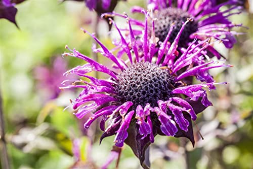 Monarda fistulosa 'Prärienacht' ca. 11x11 cm Topf - Wilde Bergamotte, violette Blüten, Blütezeit Juli-September, bienenfreundlich, ideal für Rabatten, pflegeleicht