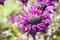 Monarda fistulosa 'Prärienacht' ca. 11x11 cm Topf - Wilde Bergamotte, violette Blüten, Blütezeit Juli-September, bienenfreundlich, ideal für Rabatten, pflegeleicht