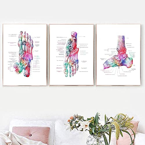 GSHRED Set Von Bild Auf Leinwand FüßE Abstraktes Skelett Aquarell Wandposter Fuß Knochen Klinische Anatomie Der Medizin Medizinische Praxis Dekor Rahmenlos 40×50cm×3pcs