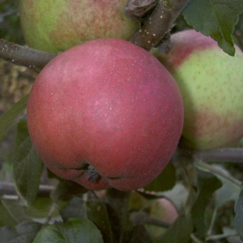 Apfel Roter Berlepsch, Busch