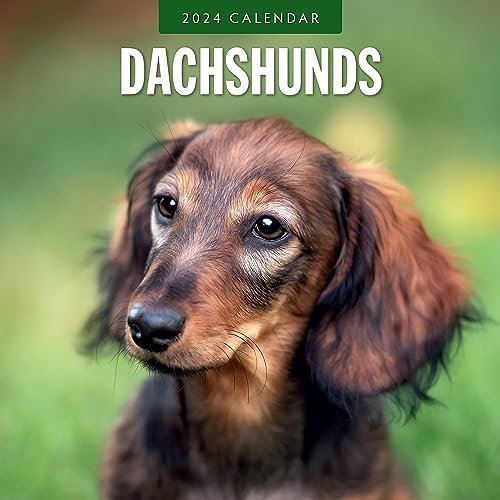 Red Robin Publishing RR241049 Wandkalender 2024, Dackel, quadratisch